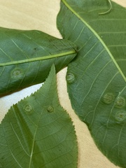 Phylloxera foveola