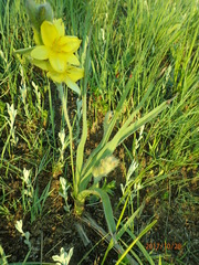Hypoxis argentea sericea