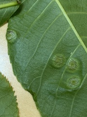 Phylloxera foveola