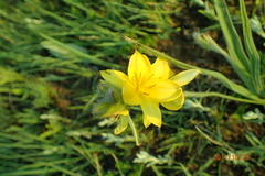 Hypoxis argentea sericea