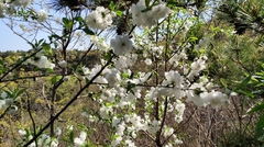 Prunus
