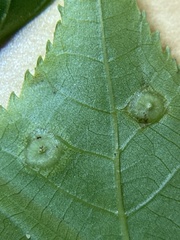 Phylloxera foveola
