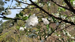 Prunus