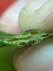 Phylloxera foveola