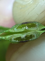 Phylloxera foveola