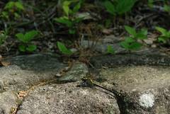 Asiagomphus melaenops