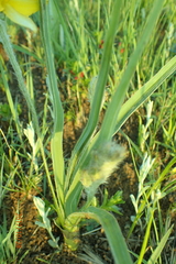 Hypoxis argentea sericea