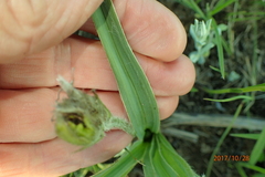 Hypoxis argentea sericea