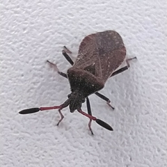 Ulmicola spinipes