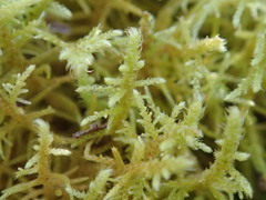 Thuidiopsis