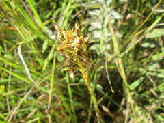 Habenaria lithophila