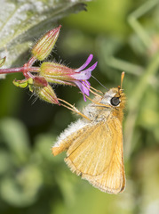 Thymelicus acteon