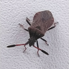 Ulmicola spinipes