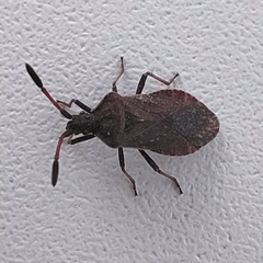 Ulmicola spinipes