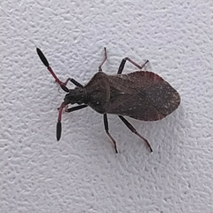 Ulmicola spinipes