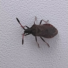 Ulmicola spinipes