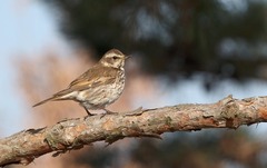 Turdus eunomus