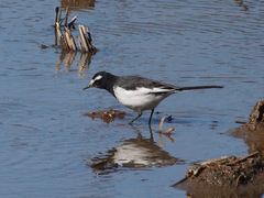 Motacilla grandis