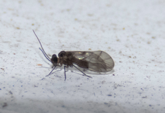 Peripsocus madidus