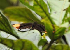 Pedaliodes praxithea