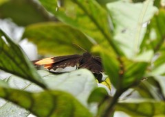 Pedaliodes praxithea