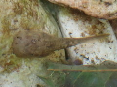 Heleophryne purcelli