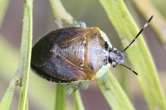 Monteithiella