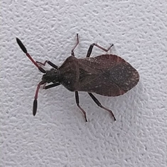 Ulmicola spinipes