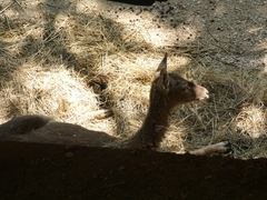 Cervini