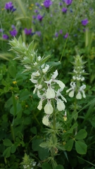 Stachys ocymastrum