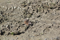 Erynnis persius