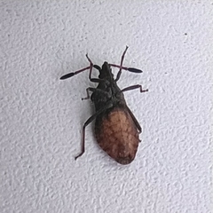 Ulmicola spinipes