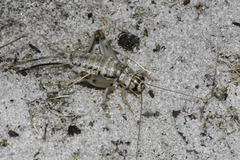Cophogryllus
