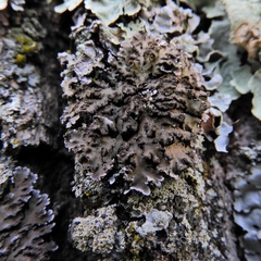 Physconia leucoleiptes