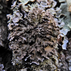 Physconia leucoleiptes