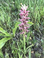 Anacamptis coriophora