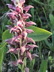 Anacamptis coriophora