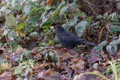 Turdus merula