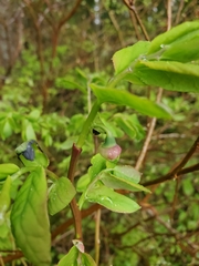 Vaccinium alaskaense