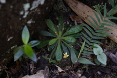 Lysimachia alpestris
