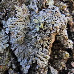 Heterodermia hypoleuca