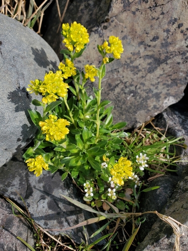 North Pacific draba (Draba hyperborea)