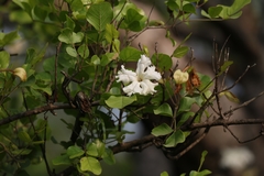 Dolichandrone falcata