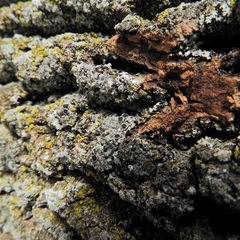 Phaeophyscia ciliata