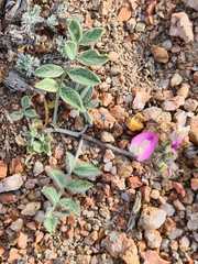 Astragalus infractus