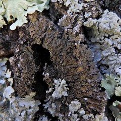 Physconia leucoleiptes