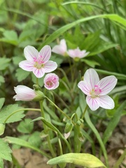 Claytonia virginica