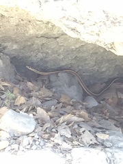 Masticophis lateralis euryxanthus