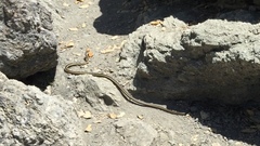 Masticophis lateralis euryxanthus