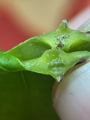 Phylloxera caryaesepta